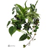 image:imageJoshs Frogs Dart Frog Vivarium Bioactive Plant Kits 10 Gallon20 Gallon