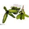 image:imageJoshs Frogs Dart Frog Vivarium Bioactive Plant Kits 10 Gallon20 Gallon