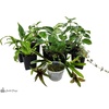 image:imageJoshs Frogs Dart Frog Vivarium Bioactive Plant Kits 10 Gallon29 Gallon