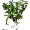 image:imageJoshs Frogs Dart Frog Vivarium Bioactive Plant Kits 10 Gallon29 Gallon