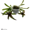 image:imageJoshs Frogs Dart Frog Vivarium Bioactive Plant Kits 10 Gallon29 Gallon