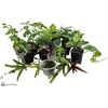 image:imageJoshs Frogs Dart Frog Vivarium Bioactive Plant Kits 10 Gallon4055 Gallon