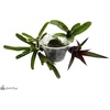 image:imageJoshs Frogs Dart Frog Vivarium Bioactive Plant Kits 10 Gallon4055 Gallon