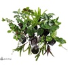 image:imageJoshs Frogs Dart Frog Vivarium Bioactive Plant Kits 10 Gallon4055 Gallon