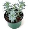 image:imageJoshs Frogs Desert Plant Kits for Arid Bioactive Terrariums Extra SmallExtra Small