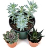 image:imageJoshs Frogs Desert Plant Kits for Arid Bioactive Terrariums Extra SmallExtra Small