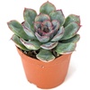 image:imageJoshs Frogs Desert Plant Kits for Arid Bioactive Terrariums Extra SmallExtra Small