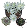 image:imageJoshs Frogs Desert Plant Kits for Arid Bioactive Terrariums Extra SmallExtra Small