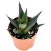 image:imageJoshs Frogs Desert Plant Kits for Arid Bioactive Terrariums Extra SmallExtra Small