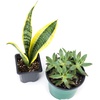 image:imageJoshs Frogs Desert Plant Kits for Arid Bioactive Terrariums Extra SmallLarge