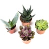 image:imageJoshs Frogs Desert Plant Kits for Arid Bioactive Terrariums Extra SmallLarge