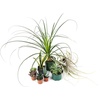 image:imageJoshs Frogs Desert Plant Kits for Arid Bioactive Terrariums Extra SmallLarge