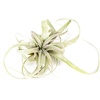 image:imageJoshs Frogs Desert Plant Kits for Arid Bioactive Terrariums Extra SmallLarge