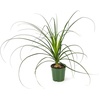 image:imageJoshs Frogs Desert Plant Kits for Arid Bioactive Terrariums Extra SmallLarge