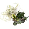 image:imageJoshs Frogs Desert Plant Kits for Arid Bioactive Terrariums Extra SmallMedium