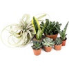 image:imageJoshs Frogs Desert Plant Kits for Arid Bioactive Terrariums Extra SmallMedium