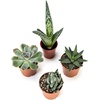 image:imageJoshs Frogs Desert Plant Kits for Arid Bioactive Terrariums Extra SmallMedium