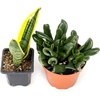 image:imageJoshs Frogs Desert Plant Kits for Arid Bioactive Terrariums Extra SmallMedium