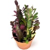 image:imageJoshs Frogs Desert Plant Kits for Arid Bioactive Terrariums Extra SmallSmall