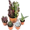 image:imageJoshs Frogs Desert Plant Kits for Arid Bioactive Terrariums Extra SmallSmall