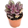 image:imageJoshs Frogs Desert Plant Kits for Arid Bioactive Terrariums Extra SmallSmall
