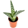 image:imageJoshs Frogs Desert Plant Kits for Arid Bioactive Terrariums Extra SmallSmall