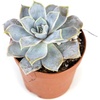 image:imageJoshs Frogs Desert Plant Kits for Arid Bioactive Terrariums Extra SmallSmall