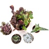 image:imageJoshs Frogs Desert Plant Kits for Arid Bioactive Terrariums Extra SmallSmall