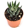 image:imageJoshs Frogs Desert Plant Kits for Arid Bioactive Terrariums Extra SmallSmall