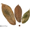 image:imageJoshs Frogs Dried Cocoa Tree Leaf Litter 10 Count