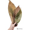 image:imageJoshs Frogs Dried Cocoa Tree Leaf Litter 10 Count