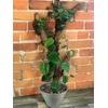 image:imageJoshs Frogs Flexible Natural Coco Tree Branches SmallLarge