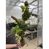 image:imageJoshs Frogs Flexible Natural Coco Tree Branches SmallLarge