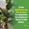 image:imageJoshs Frogs Flexible Natural Coco Tree Branches SmallSmall