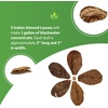 image:imageJoshs Frogs Indian Almond Leaves 5 Pack