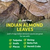 image:imageJoshs Frogs Indian Almond Leaves 5 Pack