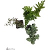 image:imageJoshs Frogs Madagascan Rain Frog Vivarium Plant Kit 1020 Gallon