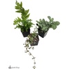 image:imageJoshs Frogs Madagascan Rain Frog Vivarium Plant Kit 1020 Gallon