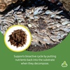 image:imageJoshs Frogs Magnolia Pods Includes 5 Pods
