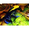 image:imageJoshs Frogs Organic Live Oak Leaf Litter 1 Gallon500 Leaves