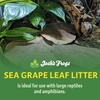 image:imageJoshs Frogs Organic Sea Grape Leaf Litter USA Collected 5 Leaves