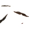 image:imageJoshs Frogs Pride of Barbados Pods Includes 5 Pods