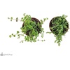 image:imageJoshs Frogs Tarantula Vivarium Bioactive Plant Kit 3x3x6 Terrarium3x3x6 Terrarium