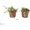 image:imageJoshs Frogs Tarantula Vivarium Bioactive Plant Kit 3x3x6 Terrarium3x3x6 Terrarium