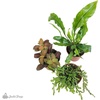 image:imageJoshs Frogs Tarantula Vivarium Bioactive Plant Kit 3x3x6 Terrarium8x8x8 Terrarium