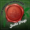 image:imageJoshs Frogs Tarantula Vivarium Bioactive Plant Kit 3x3x6 Terrarium8x8x8 Terrarium
