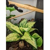 image:imageJoshs Frogs Tropical Artificial Reptile and Amphibian Plants DracaenaAglaonema Green