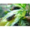 image:imageJoshs Frogs Tropical Artificial Reptile and Amphibian Plants DracaenaAglaonema Green
