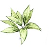 image:imageJoshs Frogs Tropical Artificial Reptile and Amphibian Plants DracaenaAglaonema Green
