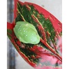 image:imageJoshs Frogs Tropical Artificial Reptile and Amphibian Plants DracaenaAglaonema Pink